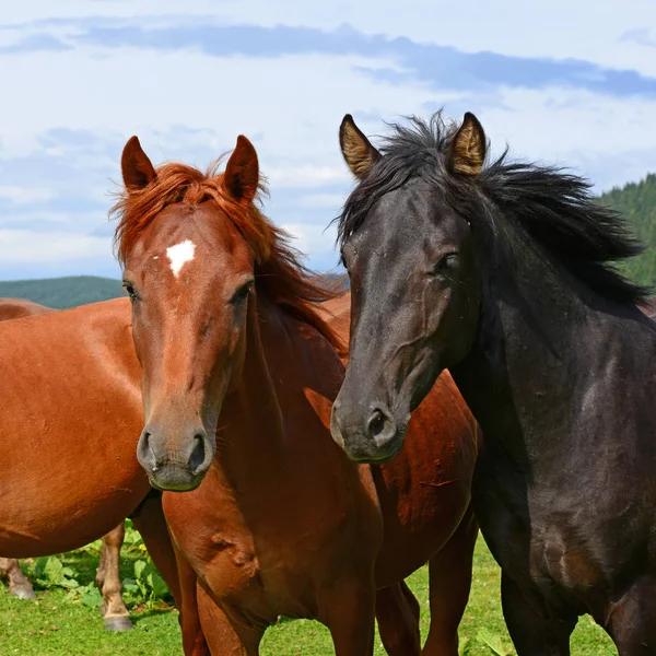 Horses Summer Mountain Pasture — Stock Photo, Image