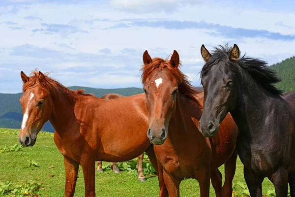 Caballos Pasto Montaña Verano — Foto de Stock