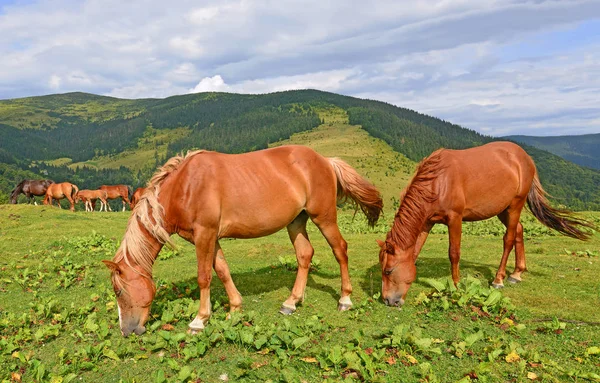 Paarden Een Zomer Berg Grasland — Stockfoto