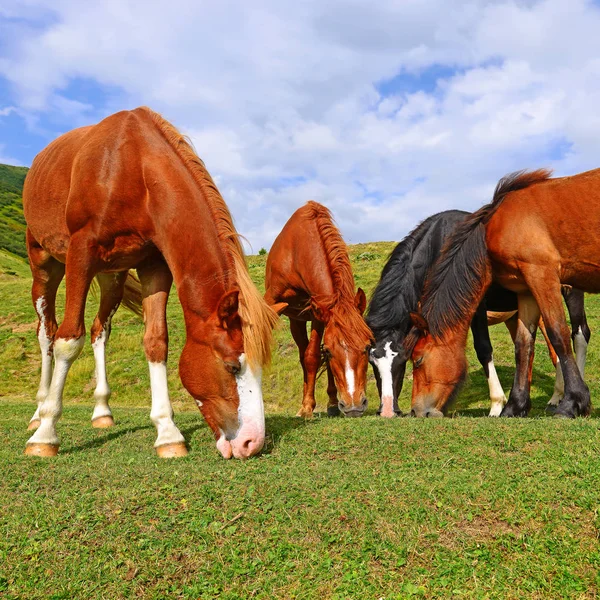 Caballos Pasto Montaña Verano — Foto de Stock