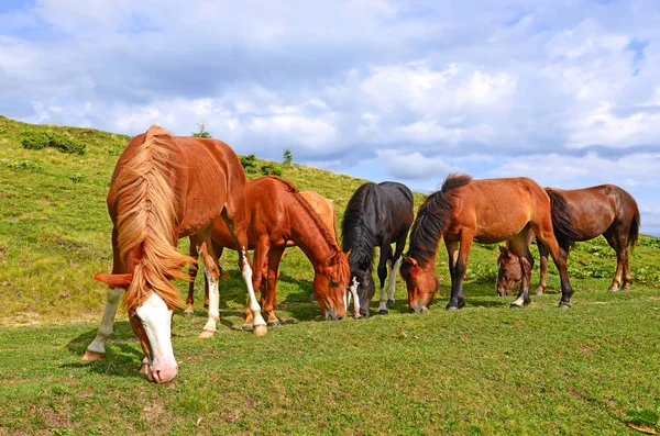 Horses Summer Mountain Pasture — Stock Photo, Image