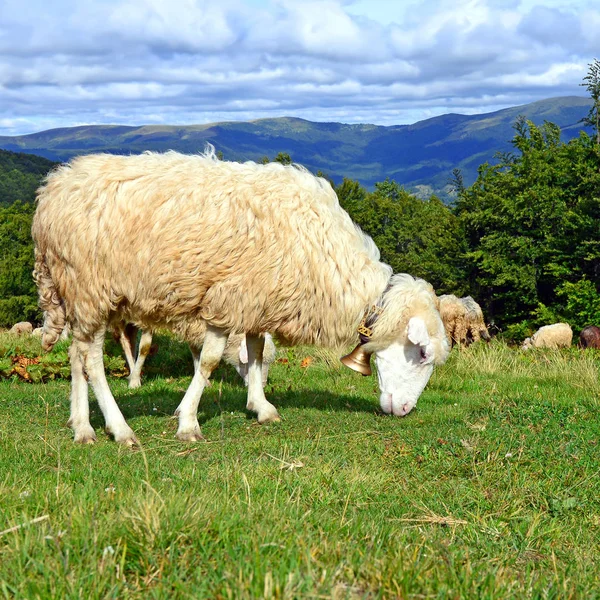 Ein Schaf Den Bergen Einer Sommerlandschaft — Stockfoto