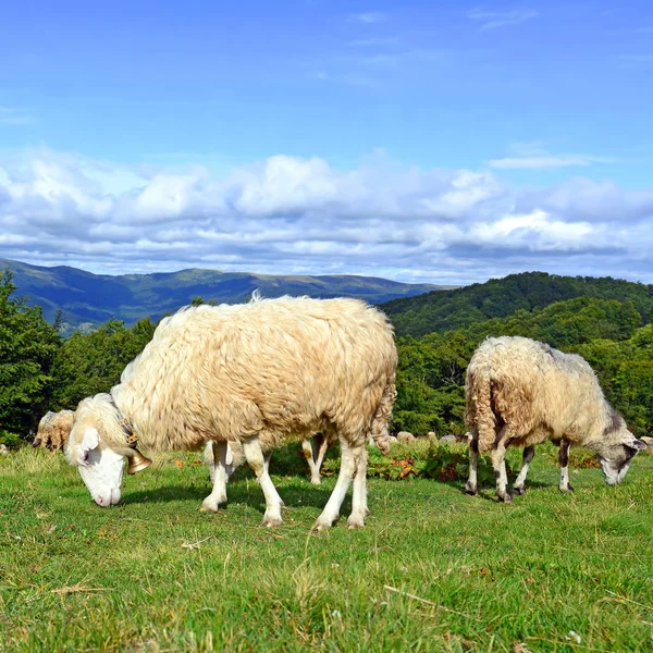 一只羊在山区夏日风景 — 图库照片