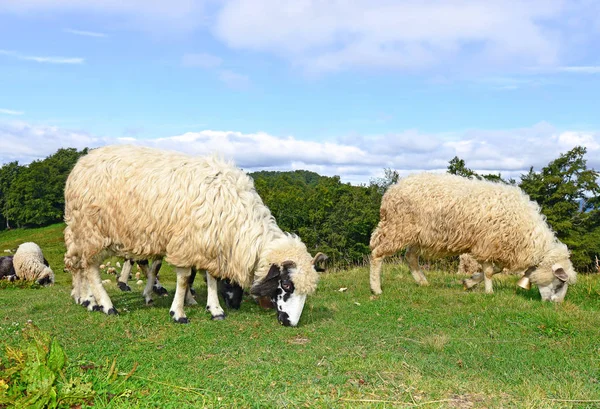 Ένα Πρόβατο Στα Βουνά Ένα Καλοκαιρινό Τοπίο — Φωτογραφία Αρχείου