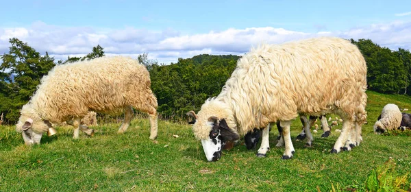 Een Schaap Bergen Een Landschap Van Zomer — Stockfoto