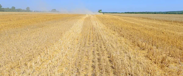 Pšeničné Pole Kombajny Sklizeň Plodin — Stock fotografie