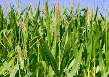 Kırsal manzara içinde genç Mısır 