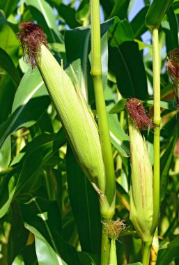 Kırsal manzara içinde genç Mısır 