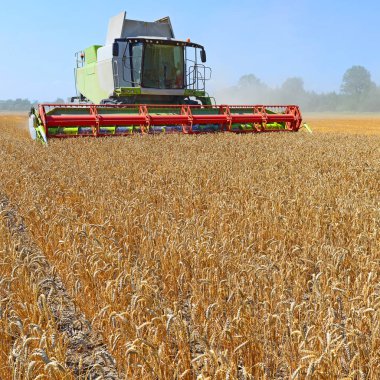 combine harvester working at wheat field, harvesting in the countryside