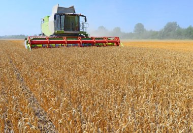 combine harvester working at wheat field, harvesting in the countryside