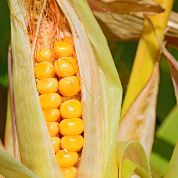 Vidéki Táj Fiatal Corn — Stock Fotó