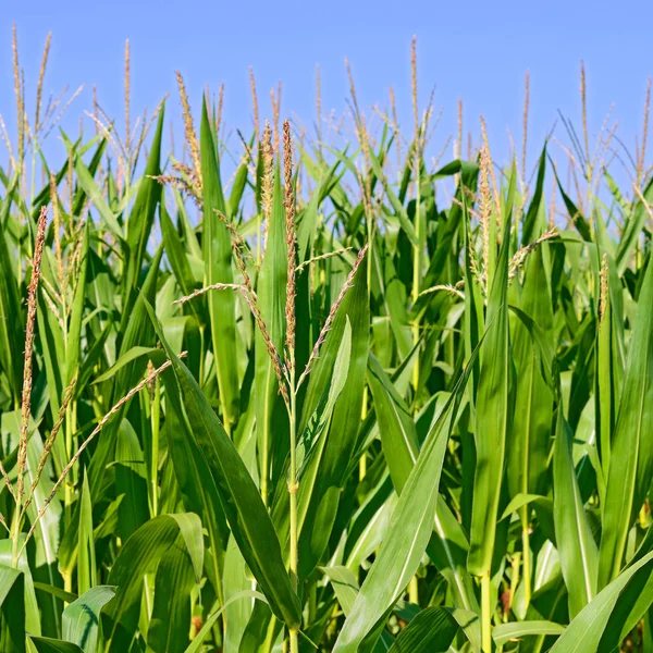 年轻的玉米在山水田园 — 图库照片