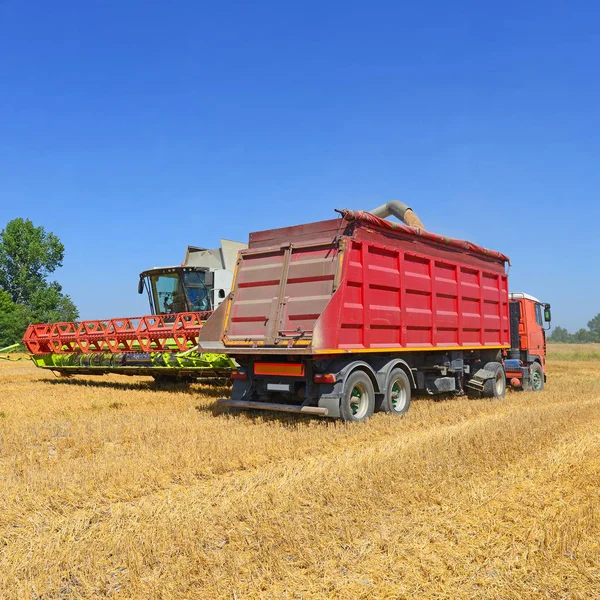 Getreidevollernter Überladen Den Getreidetank Des Traktoranhängers — Stockfoto