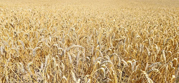 Campo Grãos Paisagem Rural — Fotografia de Stock