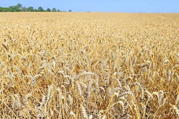 Korn Fältet Landsbygdens Landskap — Stockfoto