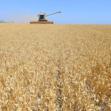 combine harvester working at wheat field, harvesting in the countryside