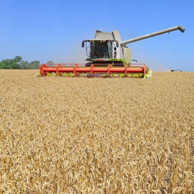combine harvester working at wheat field, harvesting in the countryside