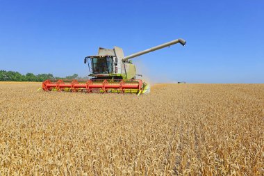 combine harvester working at wheat field, harvesting in the countryside