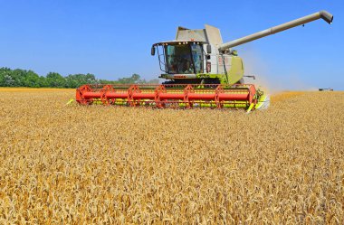 combine harvester working at wheat field, harvesting in the countryside