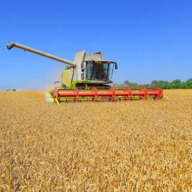 combine harvester working at wheat field, harvesting in the countryside