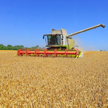 combine harvester working at wheat field, harvesting in the countryside