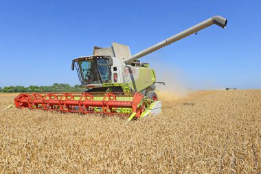 combine harvester working at wheat field, harvesting in the countryside