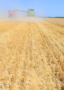 wheat field with combine harvesters, harvesting crop 