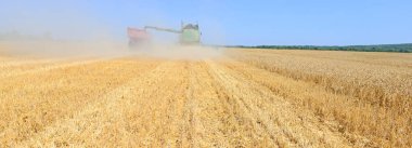 wheat field with combine harvester, harvesting crop 