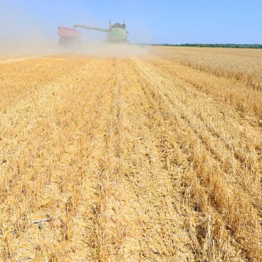 wheat field with combine harvester, harvesting crop 