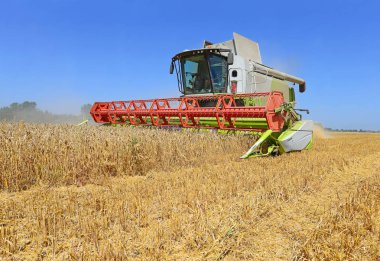 combine harvester working at wheat field, harvesting in the countryside