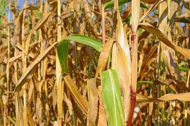 Kırsal manzara içinde olgunlaşmış Mısır. 