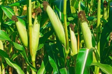 Kırsal manzara içinde olgunlaşmış Mısır. 