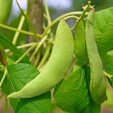 Yakından büyüyen yeşil bezelyeler 