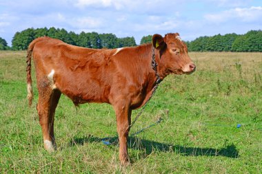 Çayırdaki şirin ineği kapatın.