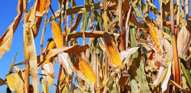 Kırsal manzara içinde olgunlaşmış Mısır. 