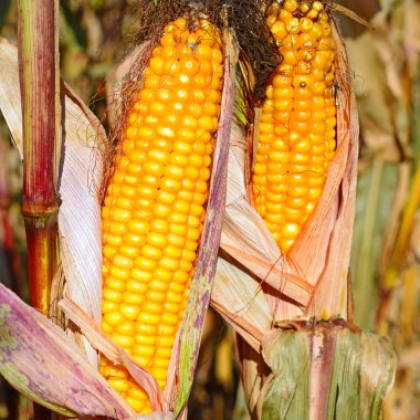 Kırsal manzara içinde olgunlaşmış Mısır. 