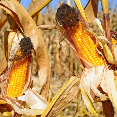 Kırsal manzara içinde olgunlaşmış Mısır. 