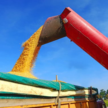 Hazne üzerinden Mısır traktör araca aşırı yükleme. 