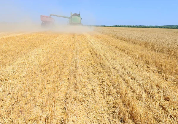 Överbelastning Korn Skördare Korn Tanken Traktor Släp — Stockfoto