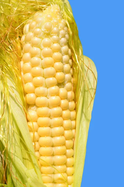 Ripe Corn Rural Landscape — Stock Photo, Image