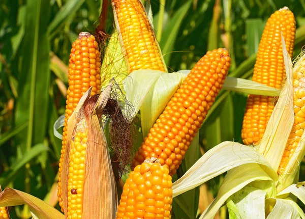 Ripe Corn Rural Landscape — Stock Photo, Image