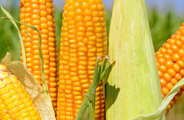 Ripe Corn Rural Landscape — Stock Photo, Image