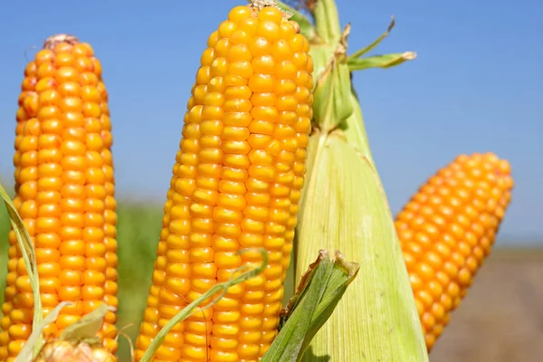 Ripe Corn Rural Landscape — Stock Photo, Image