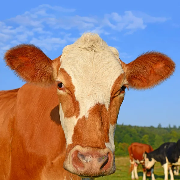 Close Cute Red White Cow Blue Sky Background — Stock Photo, Image