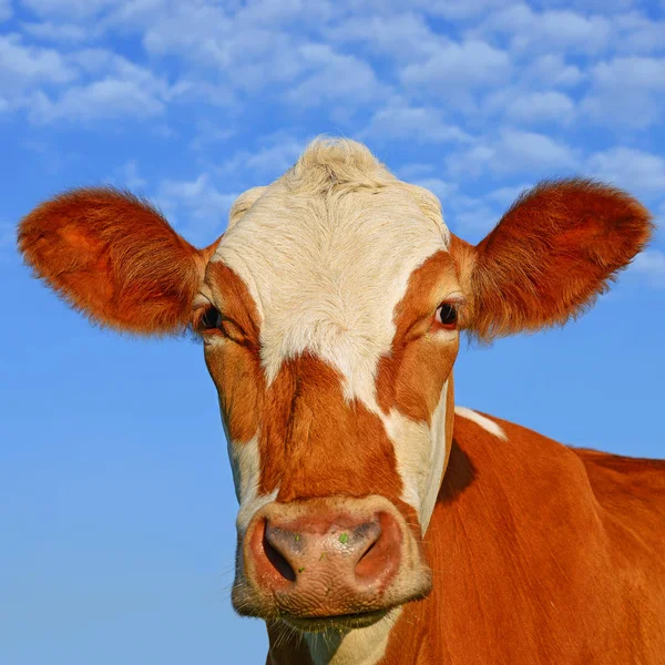 Close Bonito Vaca Vermelha Branca Fundo Céu Azul — Fotografia de Stock