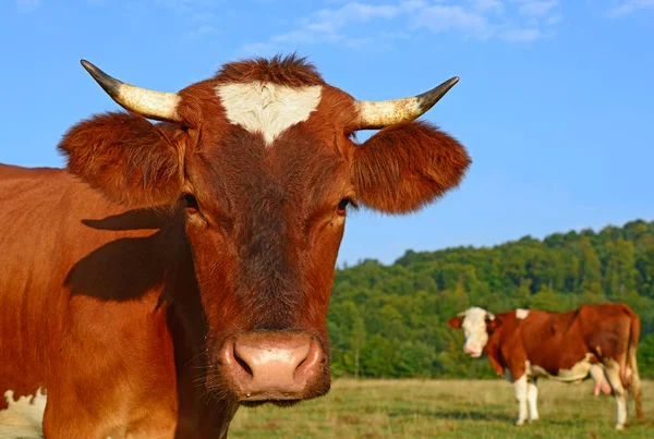 Close Cute Cows Meadow — Stock Fotó