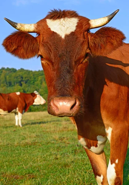 Primer Plano Vacas Lindas Prado —  Fotos de Stock