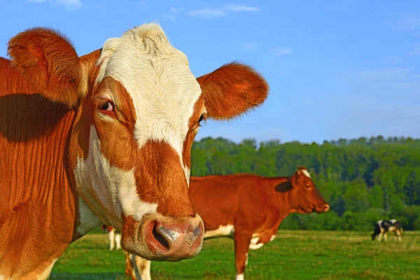Close Cute Cows Meadow — стоковое фото