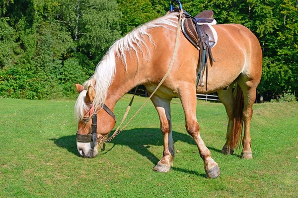 Pferd Auf Einer Sommerweide — Stockfoto