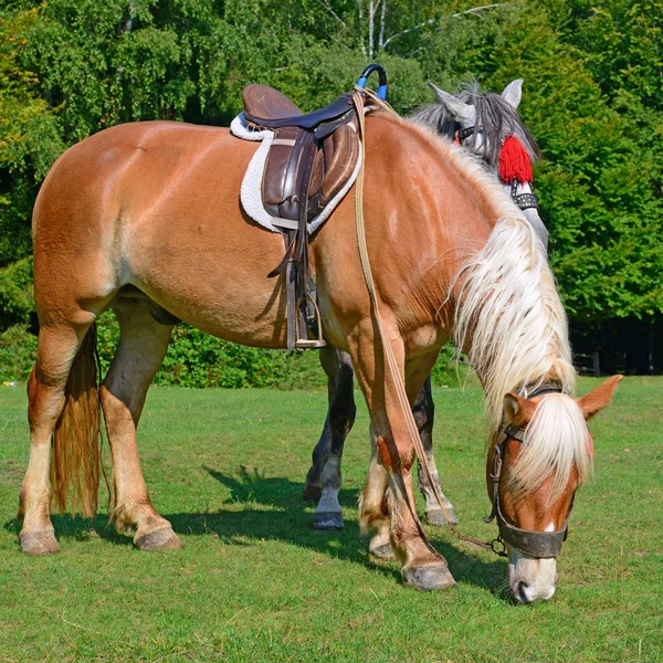 Koně Letní Pastvině — Stock fotografie